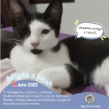 Adopta a Noah