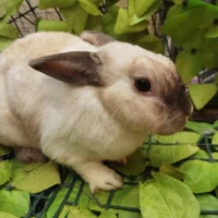 Adopta a Coco (Castrado )