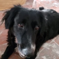 Adopta a Nuki