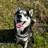 Adopta a Balto