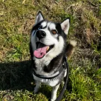 Adopta a Balto