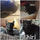 Adopta a Shiri