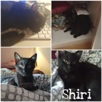 Adopta a Shiri