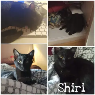 Shiri