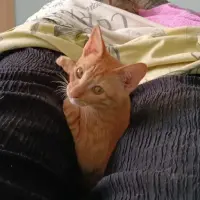 Adopta a Noria