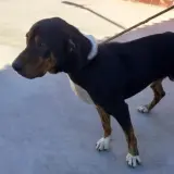 Adopta a Tron