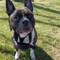 Adopta a Athos