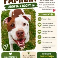 Adopta a Rocky