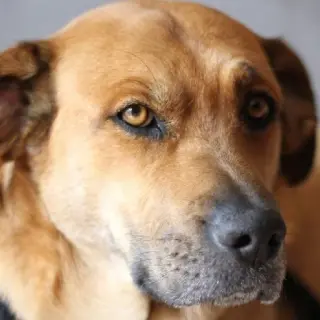 Chica