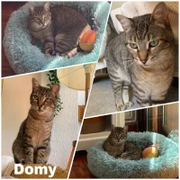 Adopta a Domy