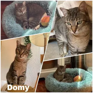 Domy