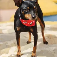Adopta a Sultán