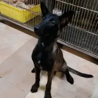 Adopta a Mayka