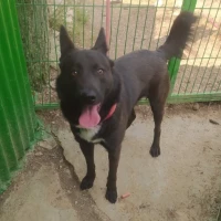 Adopta a Negritu