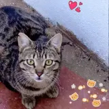 Adopta a Duke