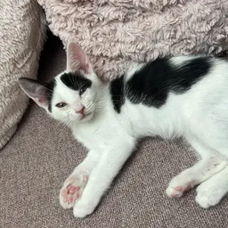 Kiara