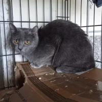 Adopta a Griseta