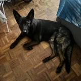 Adopta a Koko