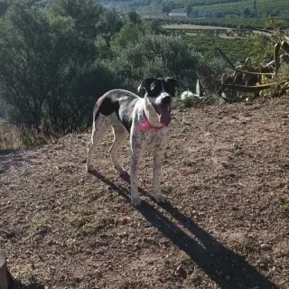 Lola