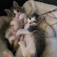 Adopta a Gatitos Urgente