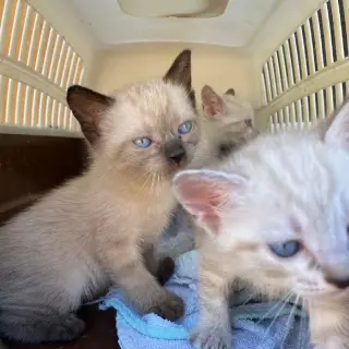 Dani, Donald y Mini