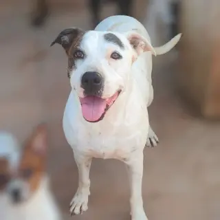Arya