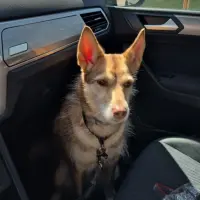 Adopta a Simba