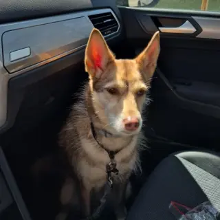 Simba