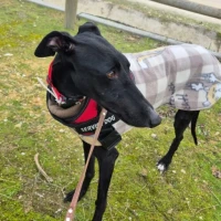 Adopta a Fénix--, Galgo -Tlf 645978718