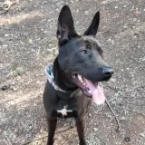 Adopta a Pipo