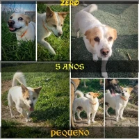 Adopta a Zero