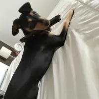 Adopta a Nala