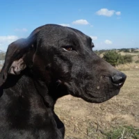Adopta a Tula