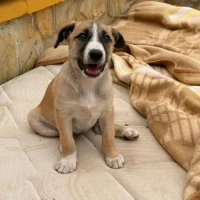 Adopta a Susi