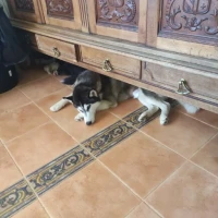 Adopta a Loba