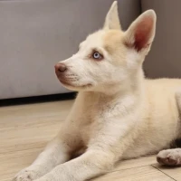 Adopta a Dakota