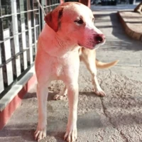 Adopta a Lois