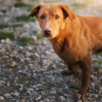Adopta a Arabela