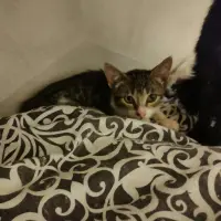 Adopta a Dumont
