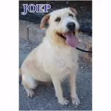 Adopta a Joep