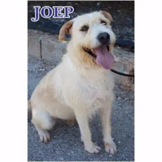 Joep