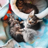 Adopta a Jasper, Tina Y Mochi