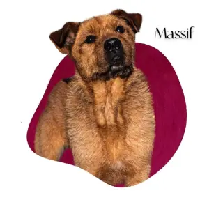 Massif