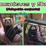 Adopta a Blanca Nieves y Shura