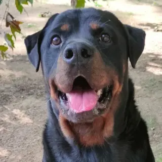 Thor