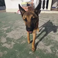 Adopta a Dingo