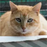 Adopta a Baileys