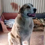 Adopta a Delmar