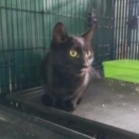 Adopta a Severus