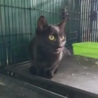 Severus
